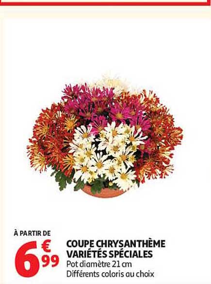 COUPE CHRYSANTHÈME VARIÉTÉS SPÉCIALES