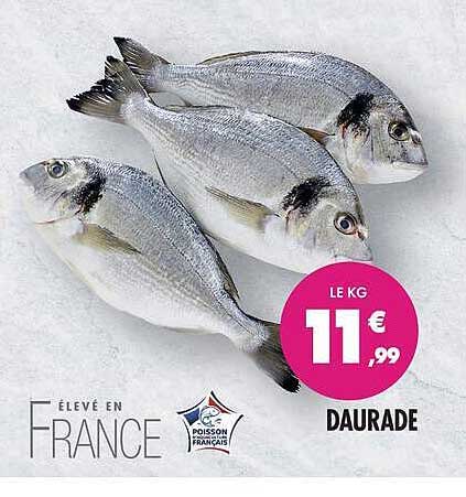 DAURADE