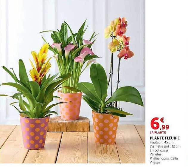 PLANTE FLEURIE