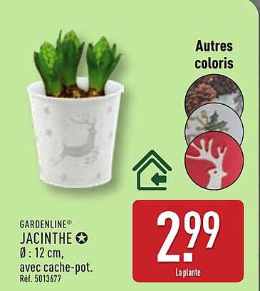 GARDENLINE® JACINTHE ★ Ø: 12 cm, avec cache-pot.