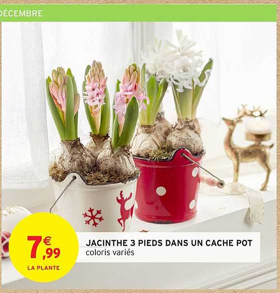JACINTHE 3 PIEDS DANS UN CACHE POT coloris variés