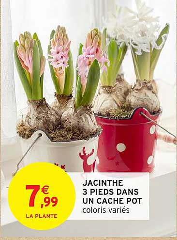 JACINTHES 3 PIEDS DANS UN CACHE POT coloris variés