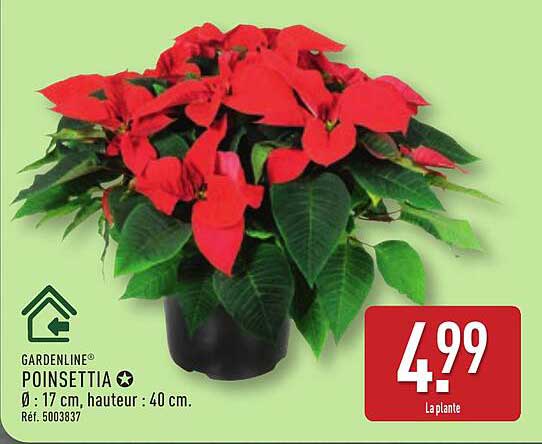 POINSETTIA