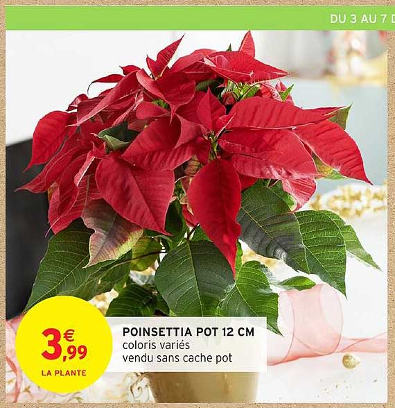 POINSETTIA POT 12 CM