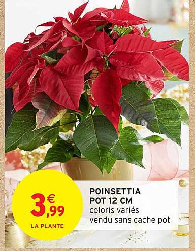 POINSETTIA POT 12 CM