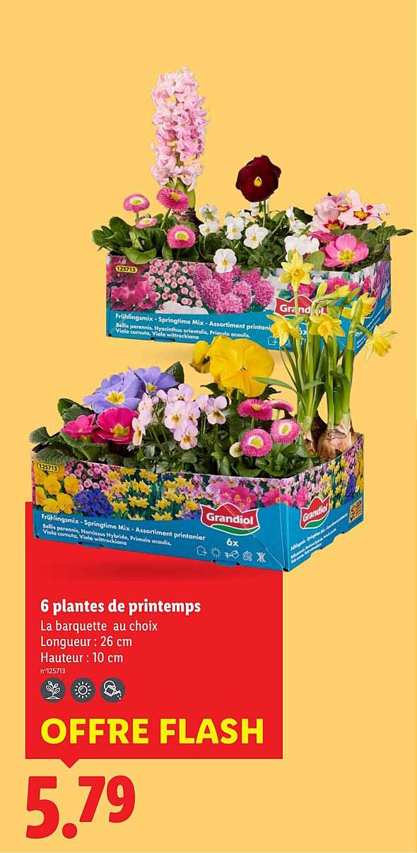 6 plantes de printemps