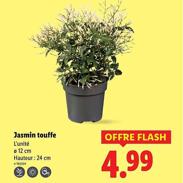 Jasmin Touffe Lidlnull