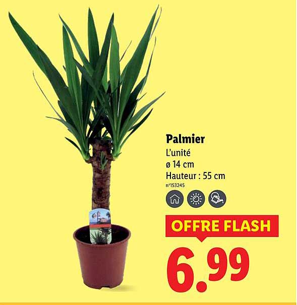 Palmier L’unité ø 14 cm Hauteur : 55 cm