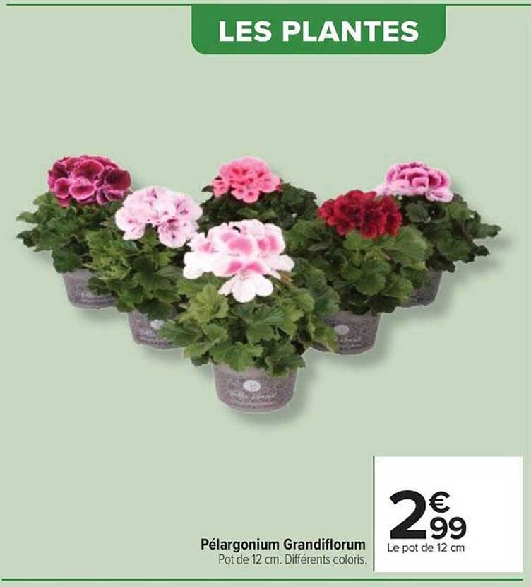 Pélargonium Grandiflorum Pot de 12 cm. Différents coloris.