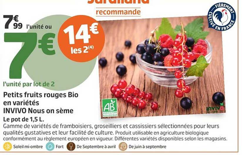 Petits fruits rouges Bio en variétés INVIVO Nous on sème
