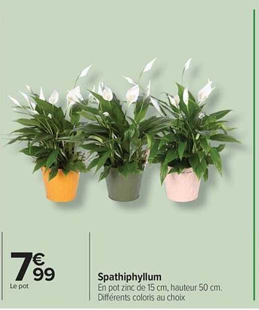 Spathiphyllum