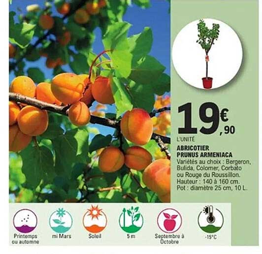 ABRICOTIER PRUNUS ARMENIACA