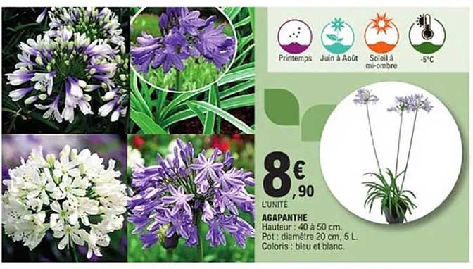 AGAPANTHE