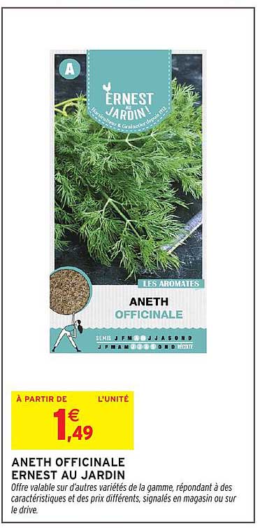 ANETH OFFICINALE
