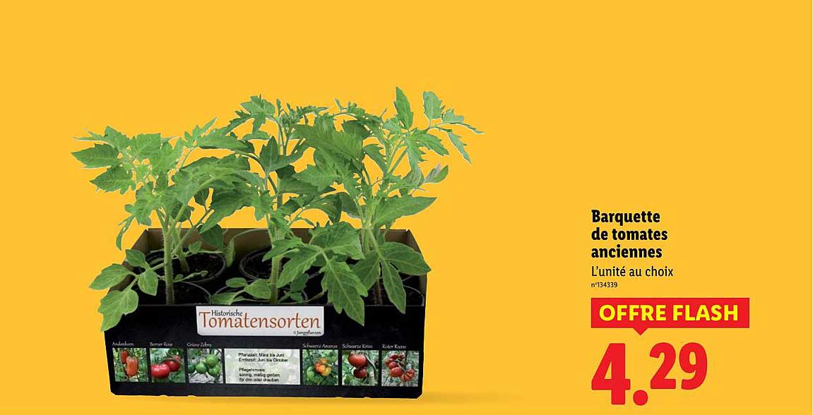 Barquette de tomates anciennes