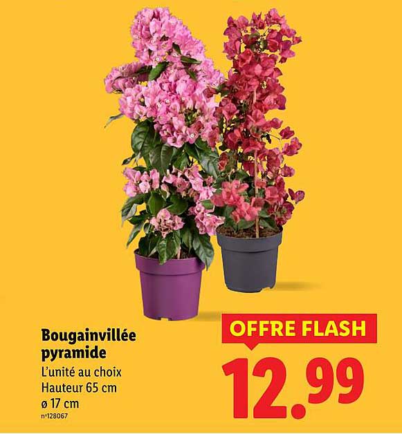 Bougainvillée pyramide