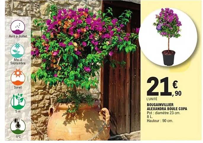 BOUGAINVILLIER ALEXANDRA BOULE COPA