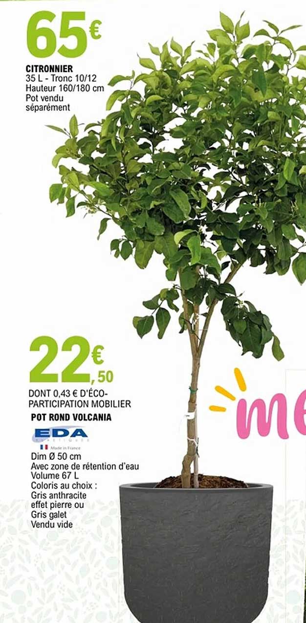 CITRONNIER 35 L - Tronc 10/12 - Hauteur 160/180 cm