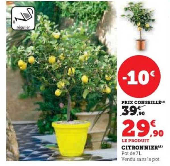 CITRONNIER(A)
