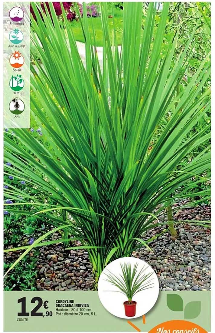 CORDYLINE DRACAENA INDIVISA