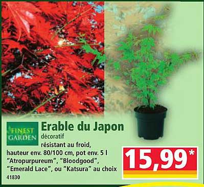 Érable du Japon
