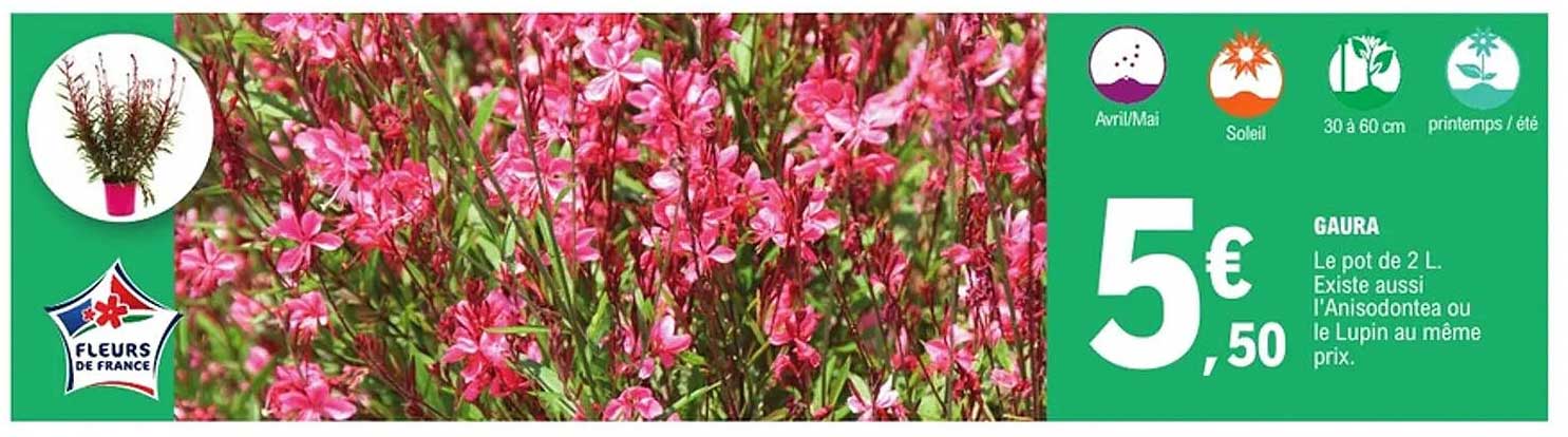 GAURA