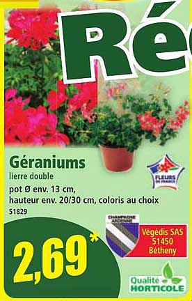 Géraniums