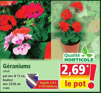 Géraniums