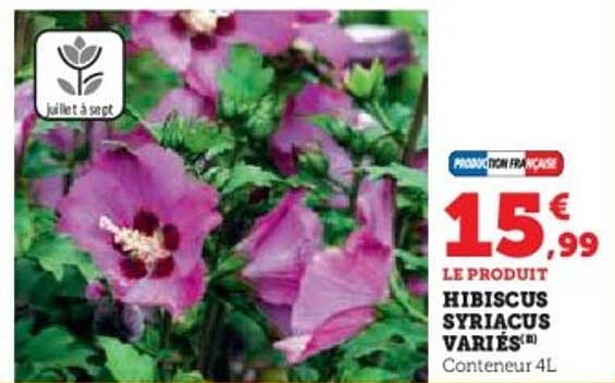 HIBISCUS SYRIACUS VARIÉS