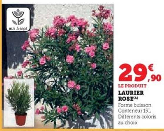 LAURIER ROSE
