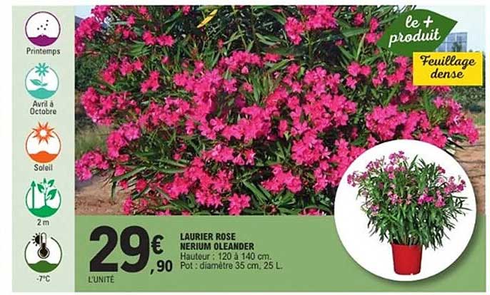LAURIER ROSE NERIUM OLEANDER