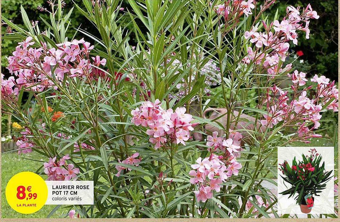 LAURIER ROSE POT 17 CM coloris variés