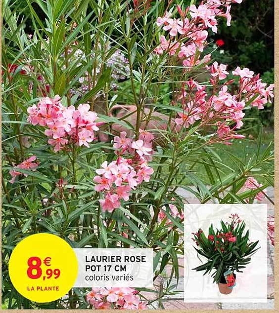 LAURIER ROSE POT 17 CM coloris variés