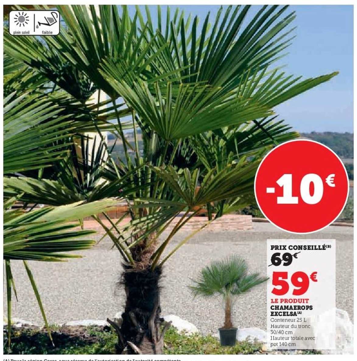 LE PRODUIT CHAMAEROPS EXCELSA