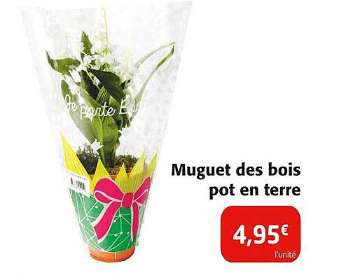 Muguet des bois pot en terre