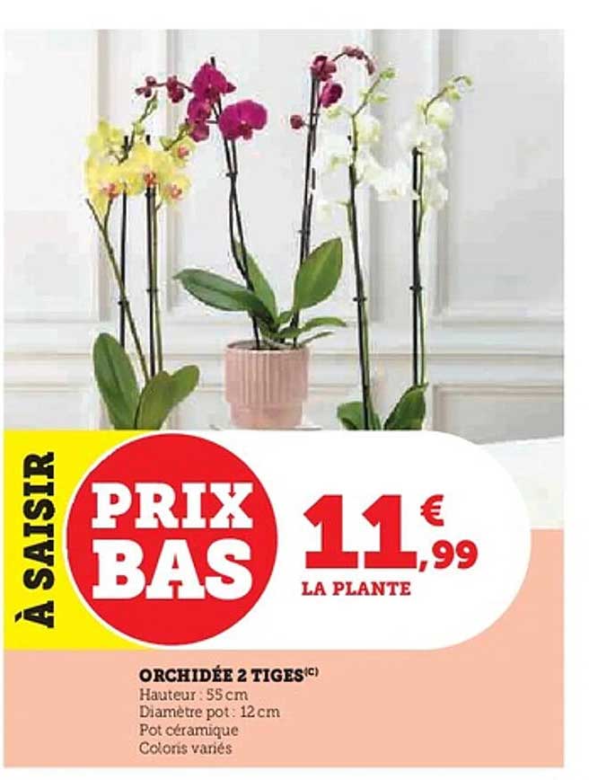ORCHIDÉE 2 TIGES