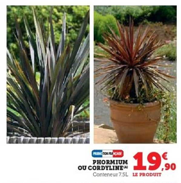 PHORMIUM OU CORDYLINE (A) Conteneur 7.5L