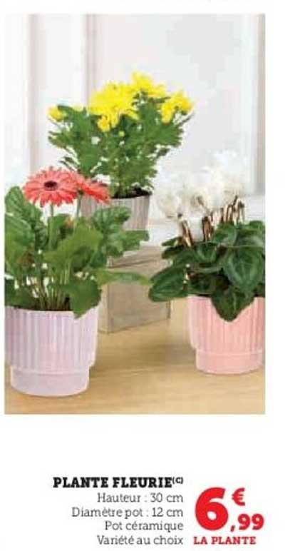 PLANTE FLEURIE©