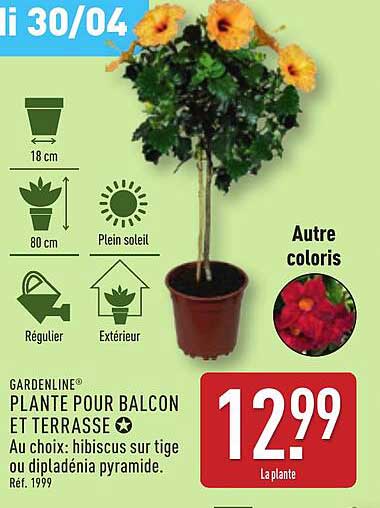 PLANTE POUR BALCON ET TERRASSE
