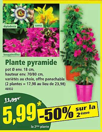 Plante pyramide