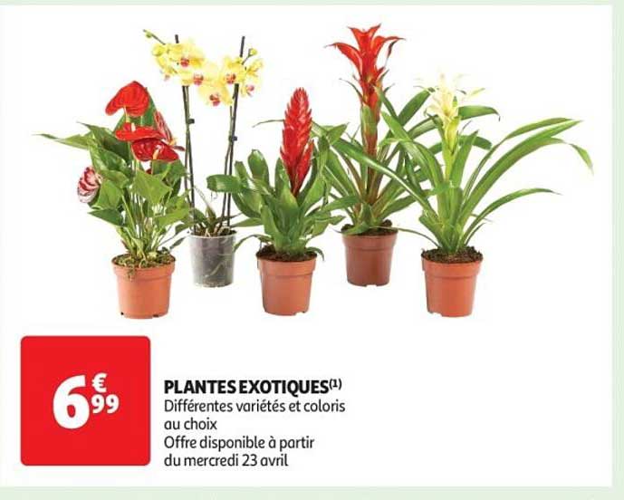 PLANTES EXOTIQUES