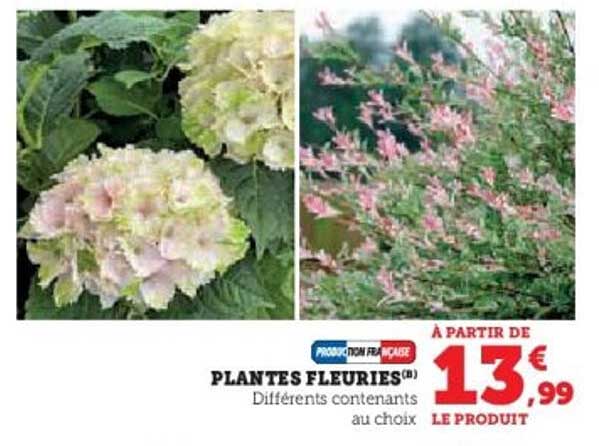 PLANTES FLEURIES
