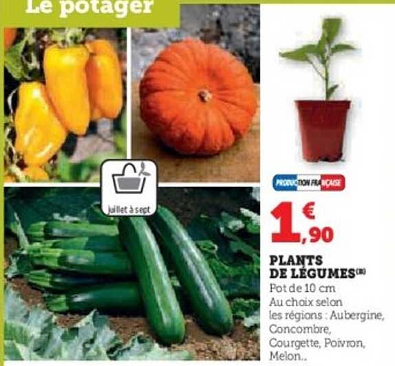 plants de légumes