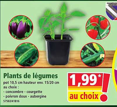 Plants de légumes