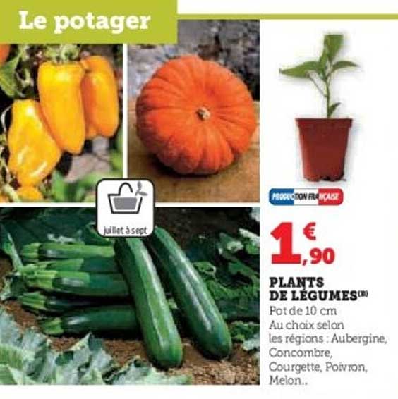 PLANTS DE LEGUMES