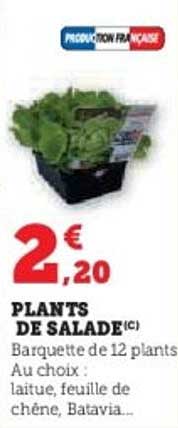 PLANTS DE SALADE(C)