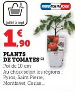 PLANTS DE TOMATES