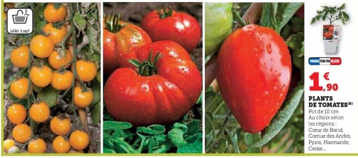 PLANTS DE TOMATES®