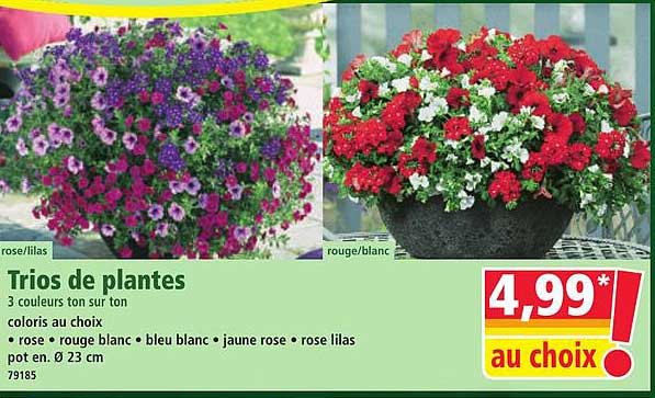 Trios de plantes