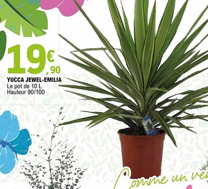 YUCCA JEWEL-EMILIA